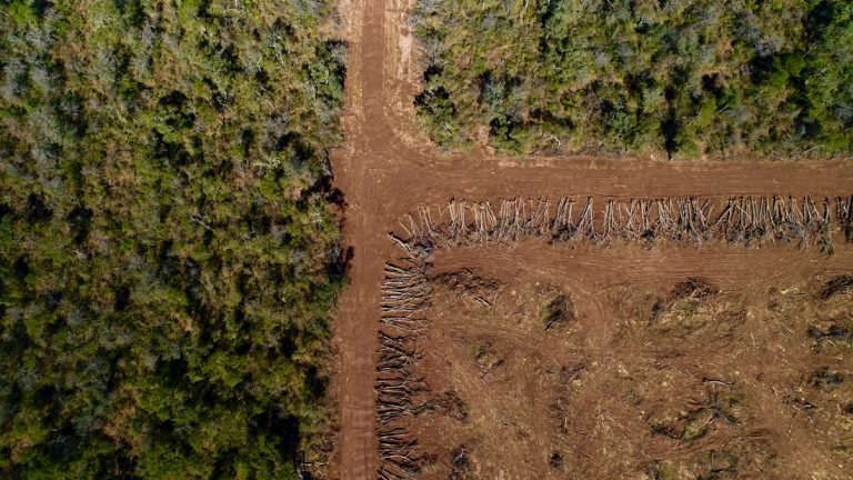 no-es-necesario-esperar-a-2023-para-acabar-con-el-biodiesel-de-palma