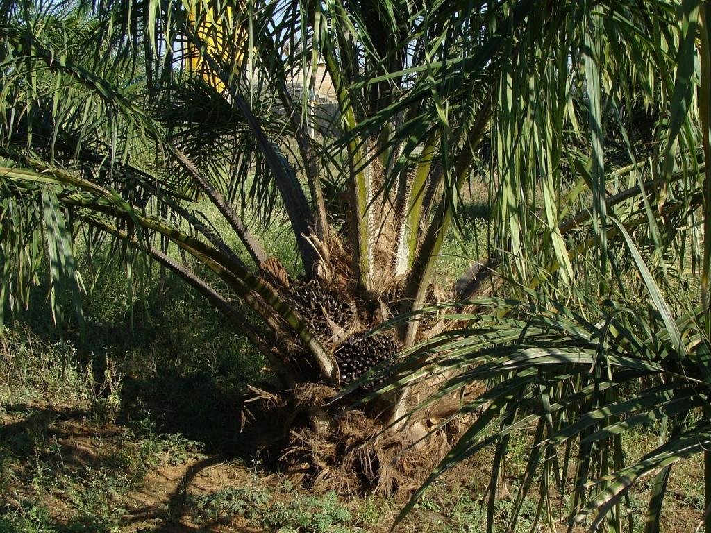 no-al-biodiesel-a-partir-de-aceite-de-palma