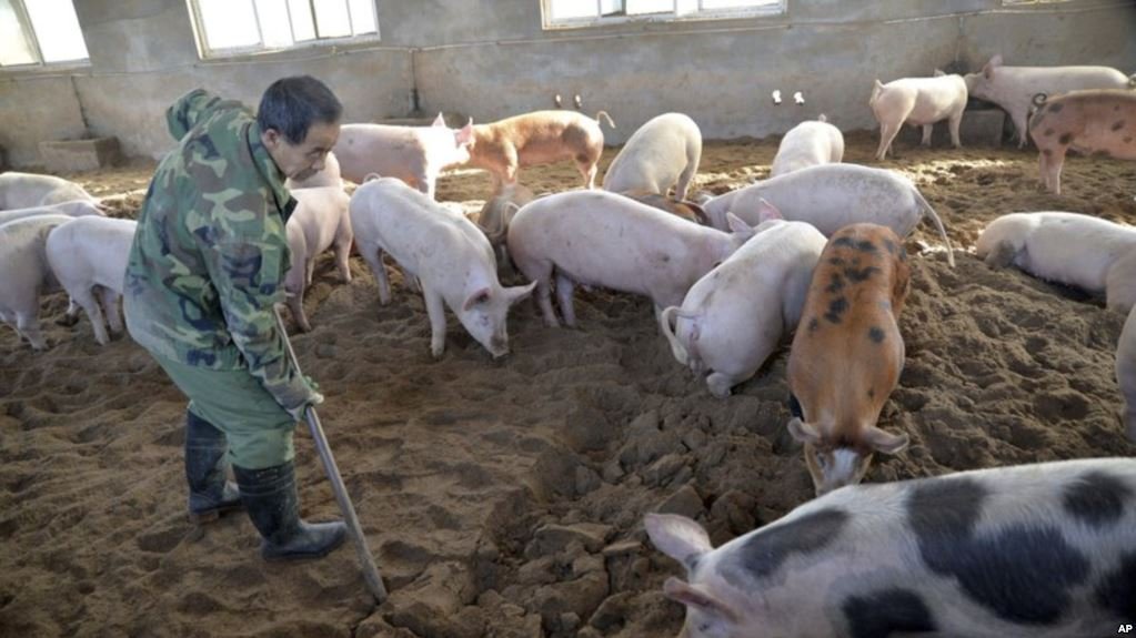 china-toma-medidas-contra-el-uso-y-la-recoleccion-de-aceite-de-cocina-usado-de-granjas
