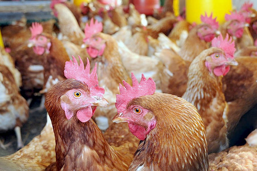 biodiesel-a-partir-de-grasa-de-pollo