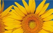 articulo_990_featured-1.jpg